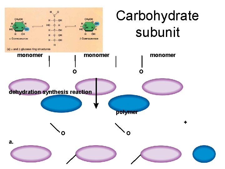 Carbohydrate subunit monomer HO OH dehydration synthesis reaction polymer + O a. O 2