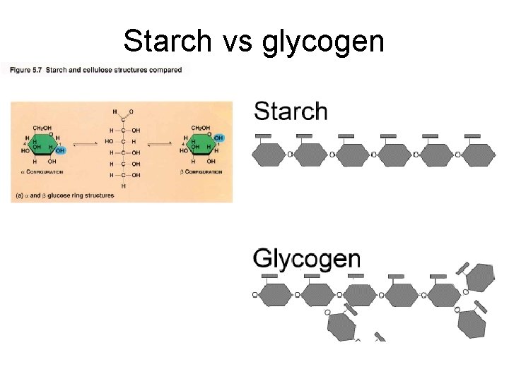Starch vs glycogen 