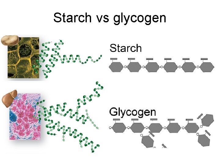 Starch vs glycogen 