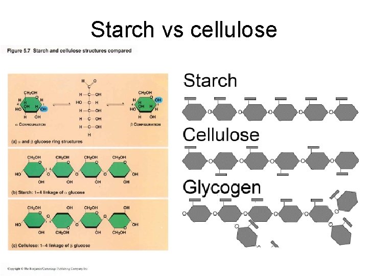 Starch vs cellulose 