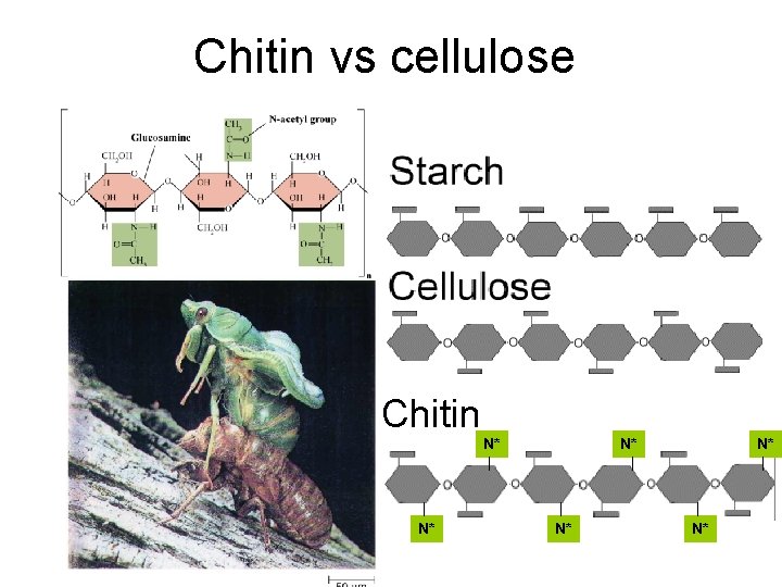 Chitin vs cellulose Chitin N* N* N* 