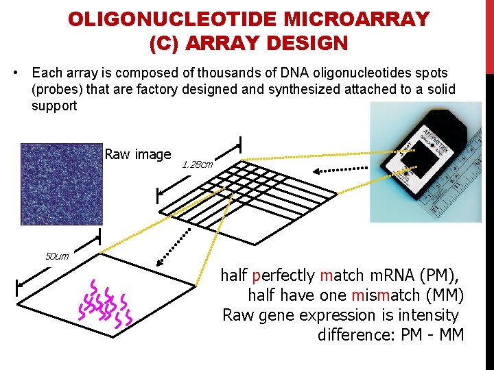 OLIGONUCLEOTIDE MICROARRAY (C) ARRAY DESIGN • Each array is composed of thousands of DNA
