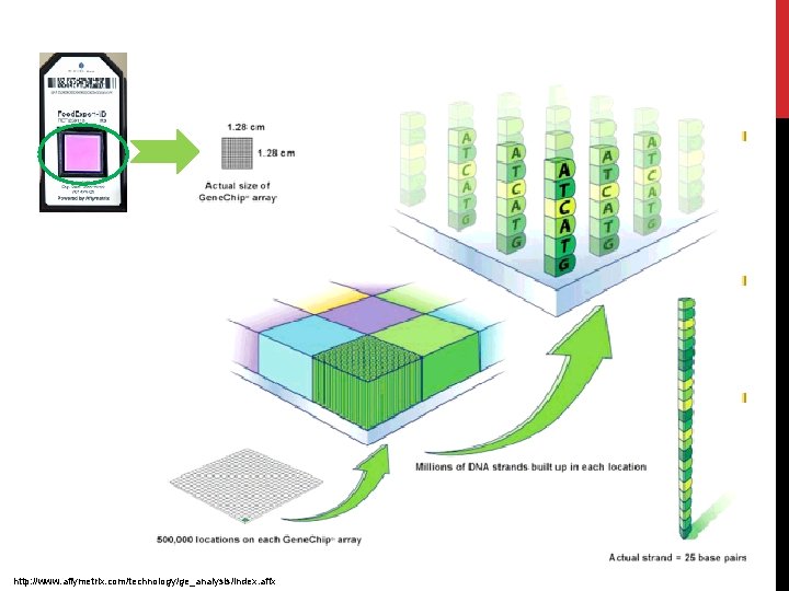 http: //www. affymetrix. com/technology/ge_analysis/index. affx 