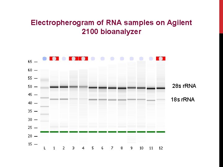 Electropherogram of RNA samples on Agilent 2100 bioanalyzer 28 s r. RNA 18 s