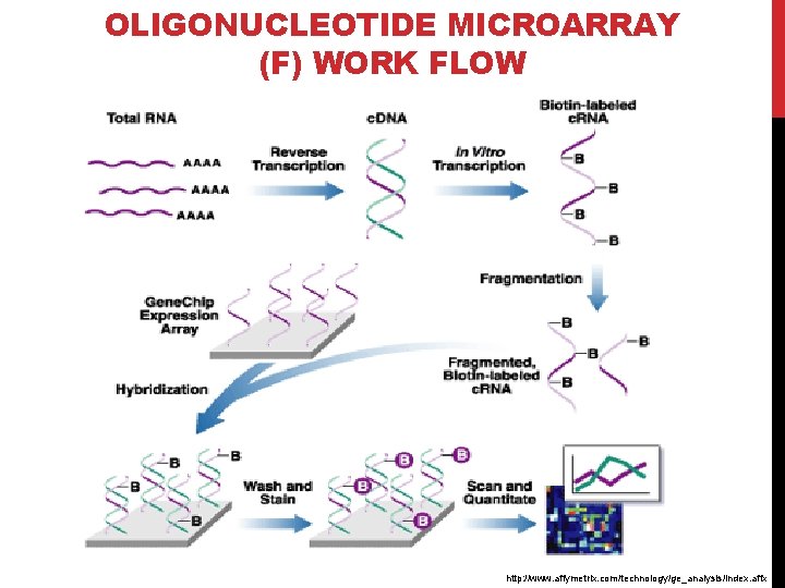 OLIGONUCLEOTIDE MICROARRAY (F) WORK FLOW http: //www. affymetrix. com/technology/ge_analysis/index. affx 