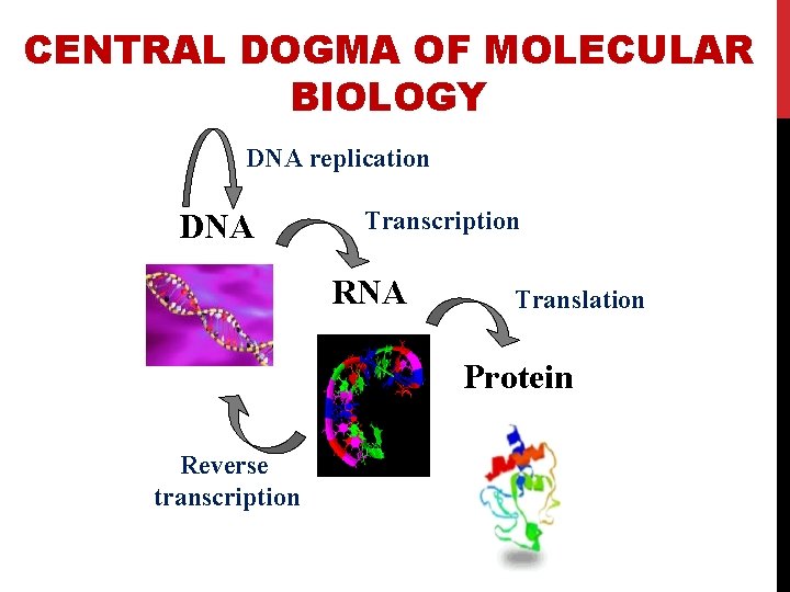 CENTRAL DOGMA OF MOLECULAR BIOLOGY DNA replication DNA Transcription RNA Translation Protein Reverse transcription