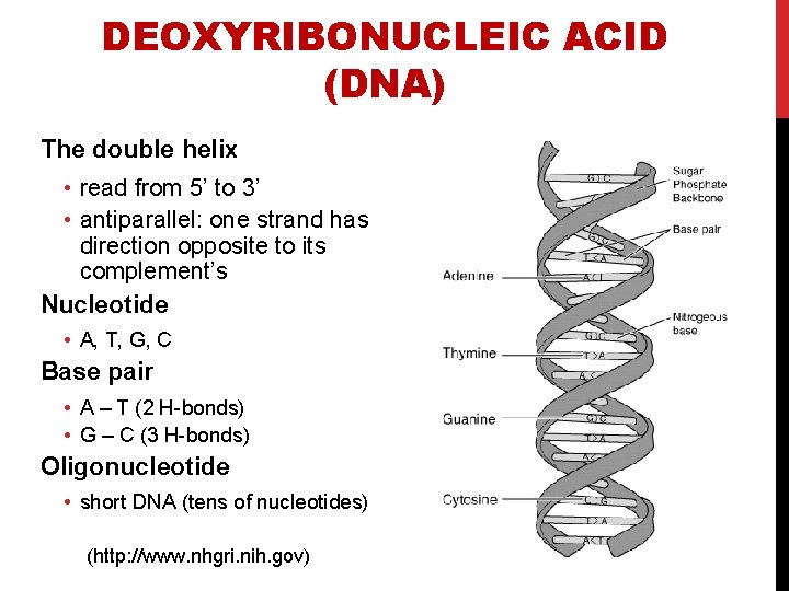 DEOXYRIBONUCLEIC ACID (DNA) The double helix • read from 5’ to 3’ • antiparallel: