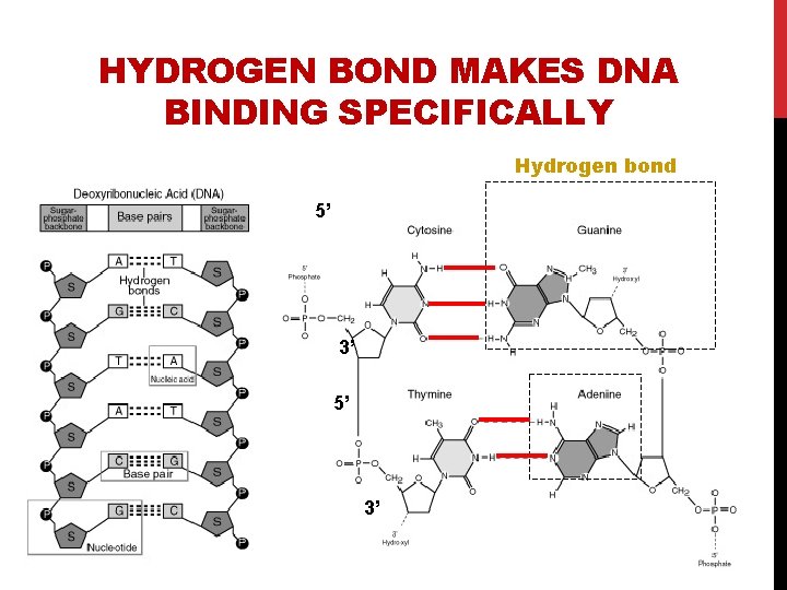 HYDROGEN BOND MAKES DNA BINDING SPECIFICALLY Hydrogen bond 5’ 3’ 