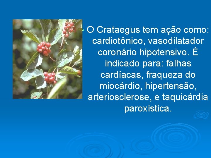 Ø O Crataegus tem ação como: cardiotônico, vasodilatador coronário hipotensivo. É indicado para: falhas