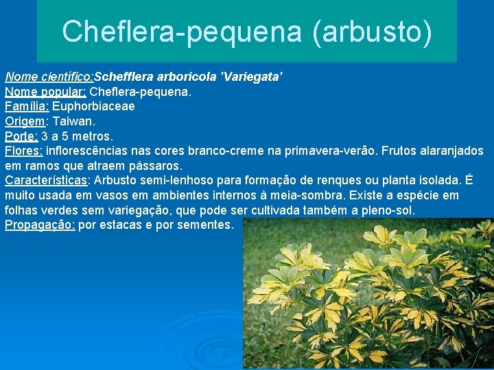 Cheflera-pequena (arbusto) Nome científico: Schefflera arboricola 'Variegata' Nome popular: Cheflera-pequena. Família: Euphorbiaceae Origem: Taiwan.