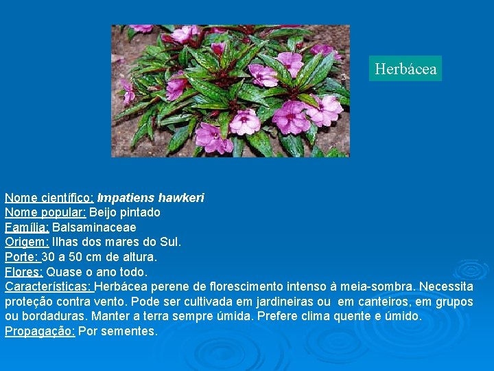  Herbácea Nome científico: Impatiens hawkeri Nome popular: Beijo pintado Família: Balsaminaceae Origem: Ilhas