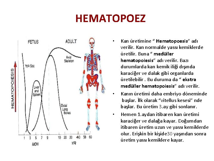 HEMATOPOEZ • • • Kan üretimine “ Hematopoesis” adı verilir. Kan normalde yassı kemiklerde