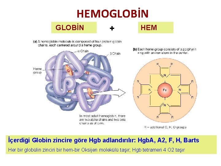 HEMOGLOBİN + HEM İçerdiği Globin zincire göre Hgb adlandırılır: Hgb. A, A 2, F,
