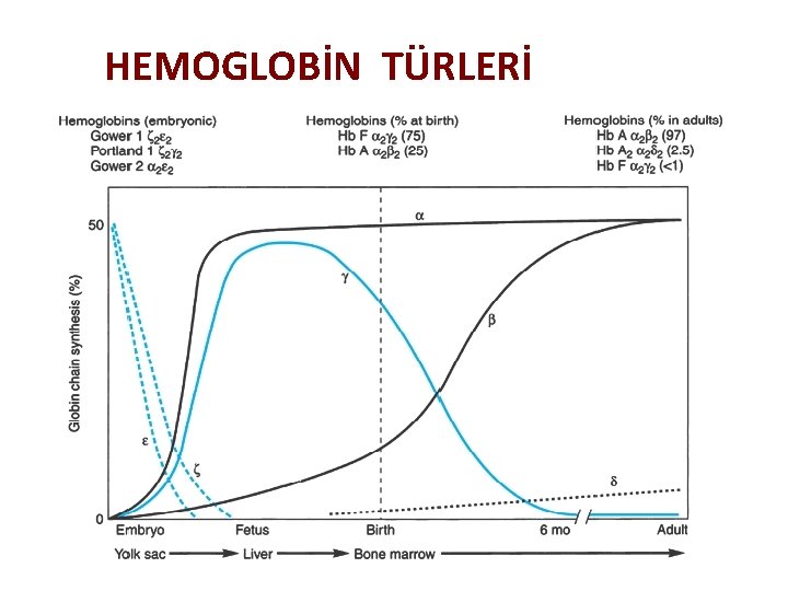 HEMOGLOBİN TÜRLERİ 