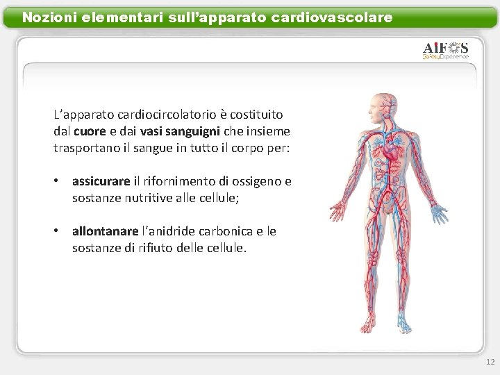 Nozioni elementari sull’apparato cardiovascolare L’apparato cardiocircolatorio è costituito dal cuore e dai vasi sanguigni