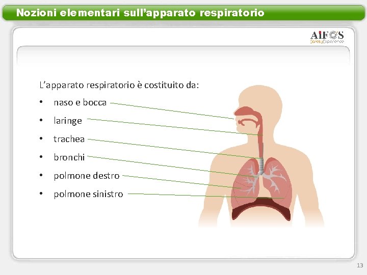 Nozioni elementari sull’apparato respiratorio L’apparato respiratorio è costituito da: • naso e bocca •