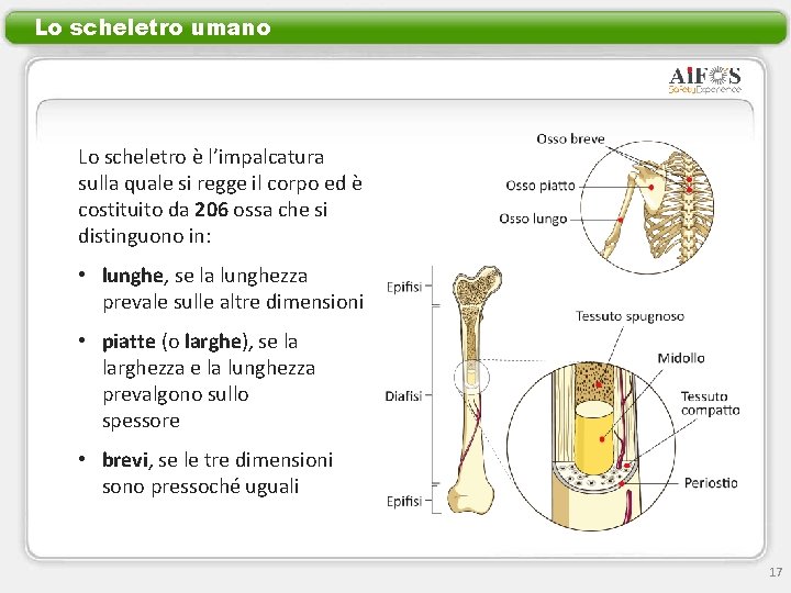 Lo scheletro umano Lo scheletro è l’impalcatura sulla quale si regge il corpo ed