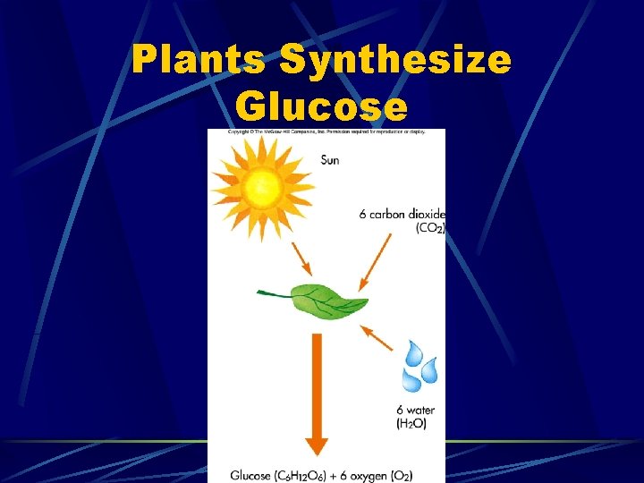 Chapter 4 Carbohydrates Plants Synthesize Glucose Simple Sugars