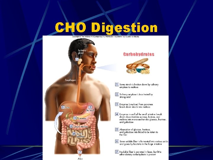 CHO Digestion 