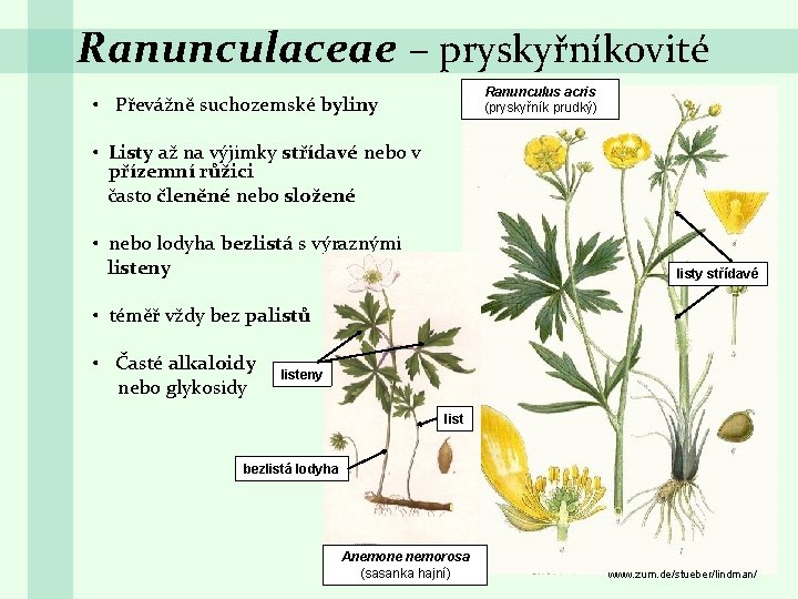 Ranunculaceae – pryskyřníkovité Ranunculus acris (pryskyřník prudký) • Převážně suchozemské byliny • Listy až