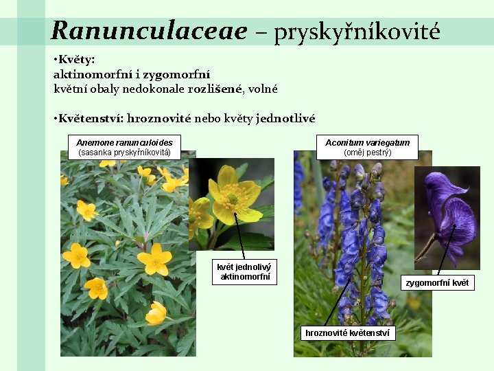 Ranunculaceae – pryskyřníkovité • Květy: aktinomorfní i zygomorfní květní obaly nedokonale rozlišené, volné •