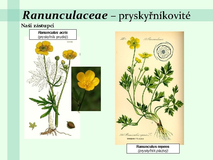 Ranunculaceae – pryskyřníkovité Naši zástupci Ranunculus acris (pryskyřník prudký) Ranunculus repens (pryskyřník plazivý) 