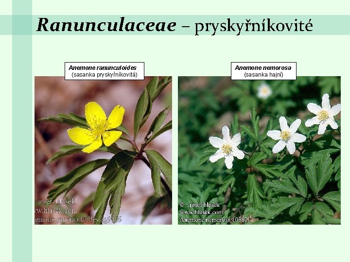 Ranunculaceae – pryskyřníkovité Anemone ranunculoides (sasanka pryskyřníkovitá) Anemone nemorosa (sasanka hajní) 