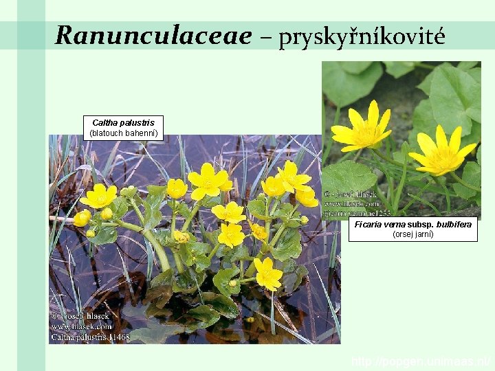 Ranunculaceae – pryskyřníkovité Caltha palustris (blatouch bahenní) Ficaria verna subsp. bulbifera (orsej jarní) http: