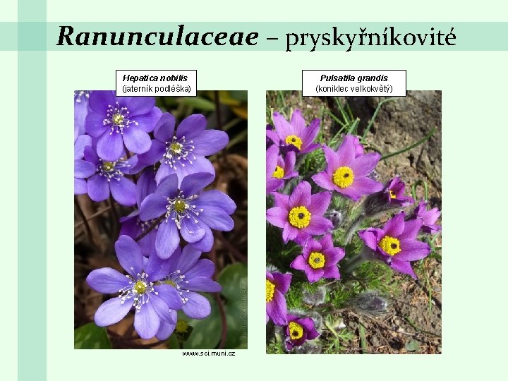 Ranunculaceae – pryskyřníkovité Hepatica nobilis (jaterník podléška) www. sci. muni. cz Pulsatila grandis (koniklec