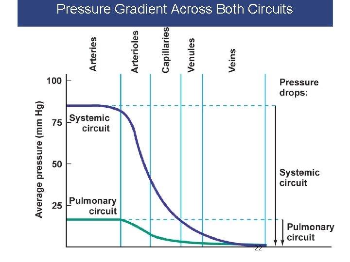 Pressure Gradient Across Both Circuits 22 