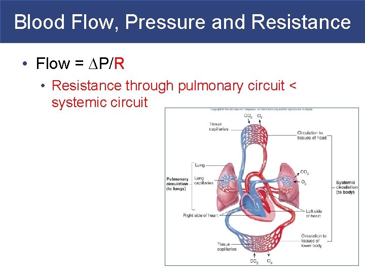 Blood Flow, Pressure and Resistance • Flow = P/R • Resistance through pulmonary circuit
