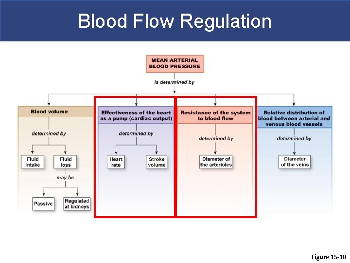 Blood Flow Regulation Figure 15 -10 