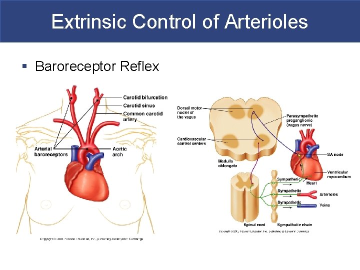 Extrinsic Control of Arterioles § Baroreceptor Reflex 