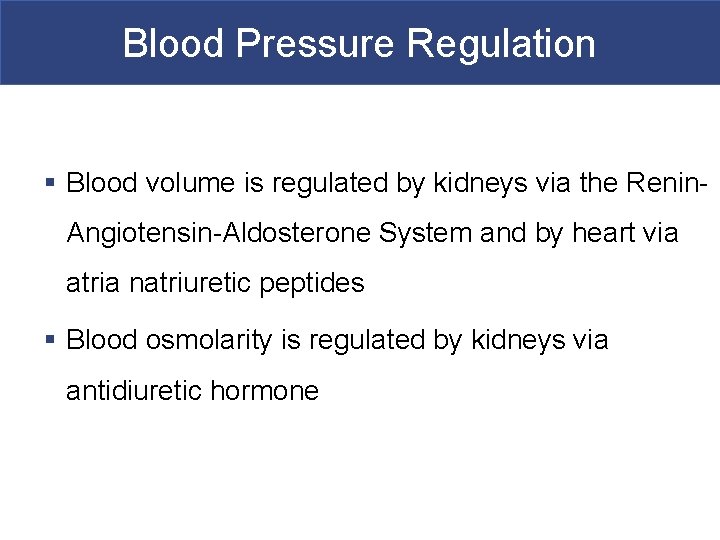 Blood Pressure Regulation § Blood volume is regulated by kidneys via the Renin. Angiotensin-Aldosterone