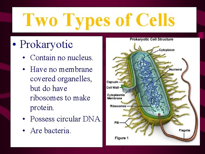 Two Types of Cells • Prokaryotic • Contain no nucleus. • Have no membrane