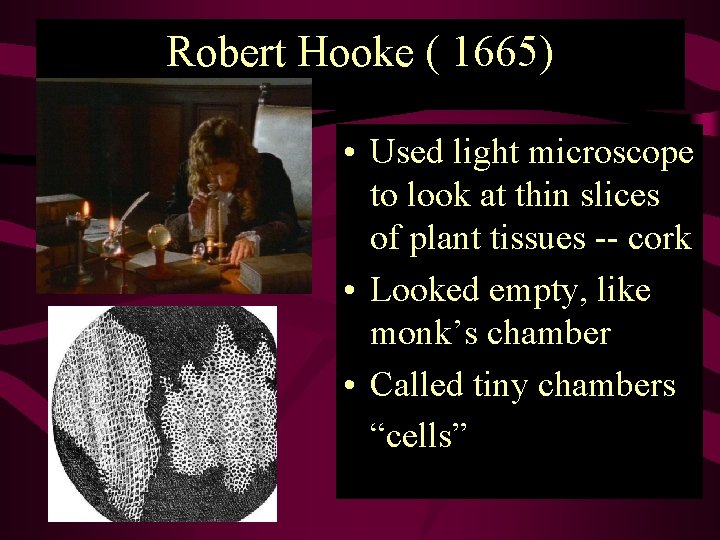 Robert Hooke ( 1665) • Used light microscope to look at thin slices of