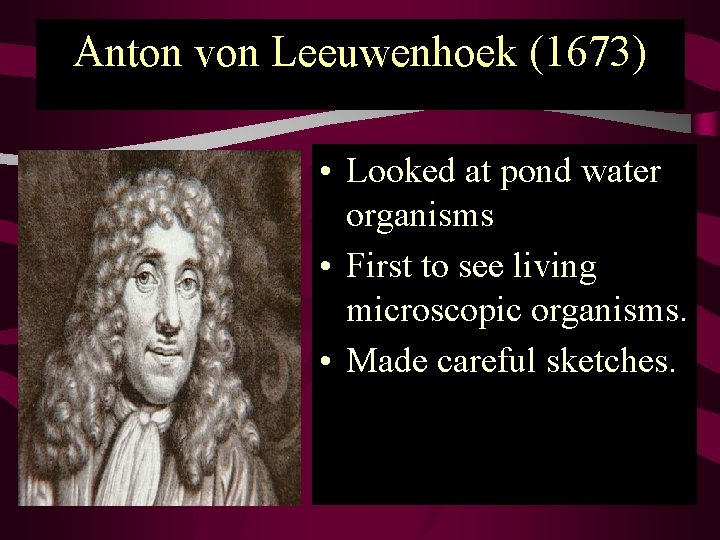 Anton von Leeuwenhoek (1673) • Looked at pond water organisms • First to see