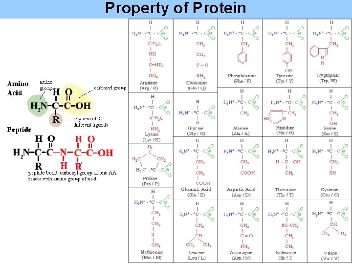 Property of Protein 