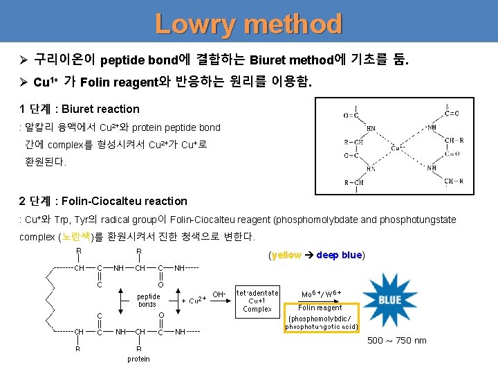 Lowry method Ø 구리이온이 peptide bond에 결합하는 Biuret method에 기초를 둠. Ø Cu 1+