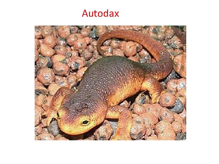Autodax 