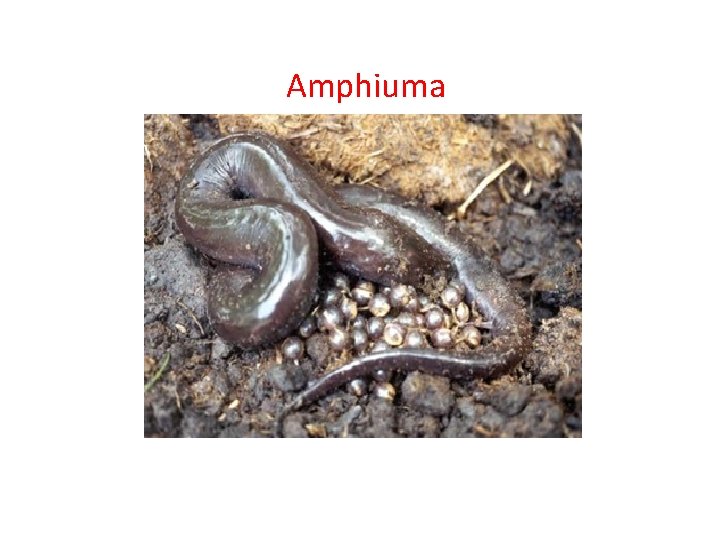 Amphiuma 