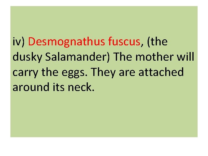 iv) Desmognathus fuscus, (the dusky Salamander) The mother will carry the eggs. They are