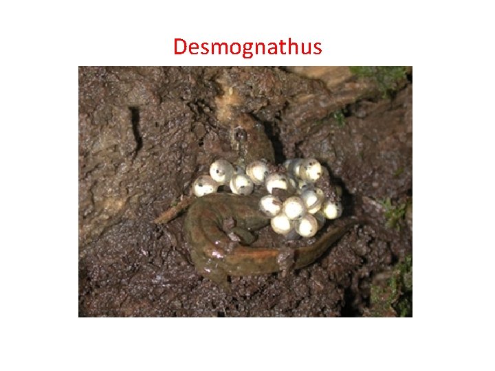 Desmognathus 