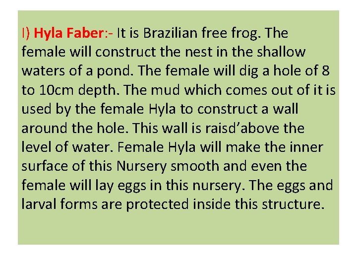 I) Hyla Faber: - It is Brazilian free frog. The female will construct the