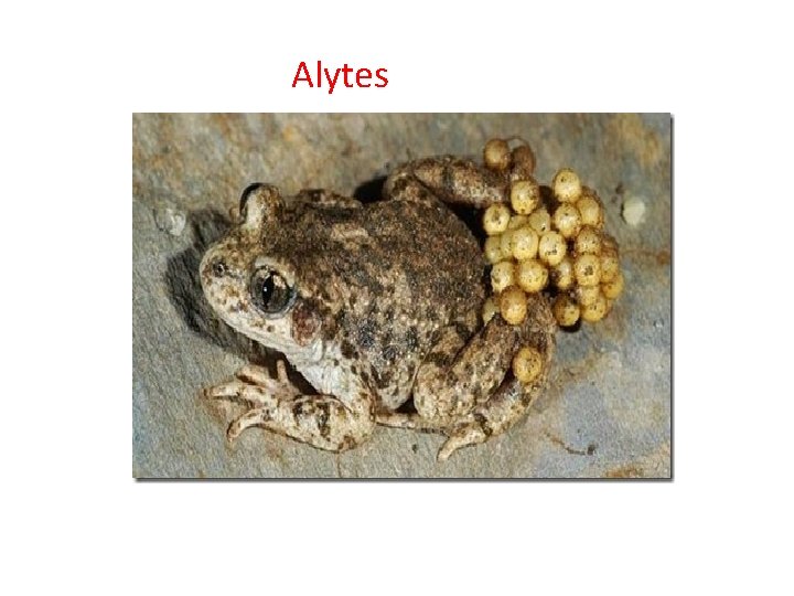 Alytes 