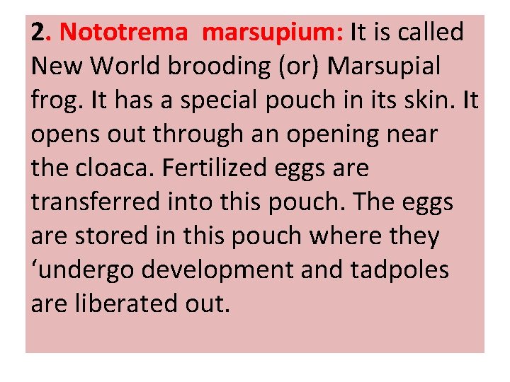 2. Nototrema marsupium: It is called New World brooding (or) Marsupial frog. It has