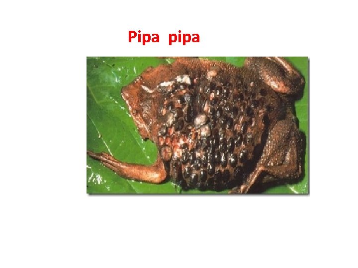 Pipa pipa 