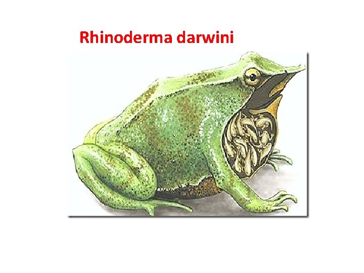 Rhinoderma darwini 
