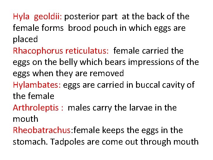 Hyla geoldii: posterior part at the back of the female forms brood pouch in