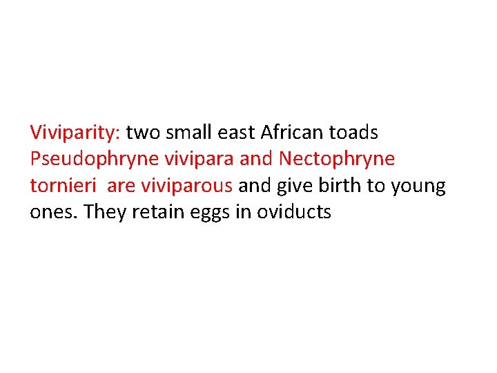 Viviparity: two small east African toads Pseudophryne vivipara and Nectophryne tornieri are viviparous and